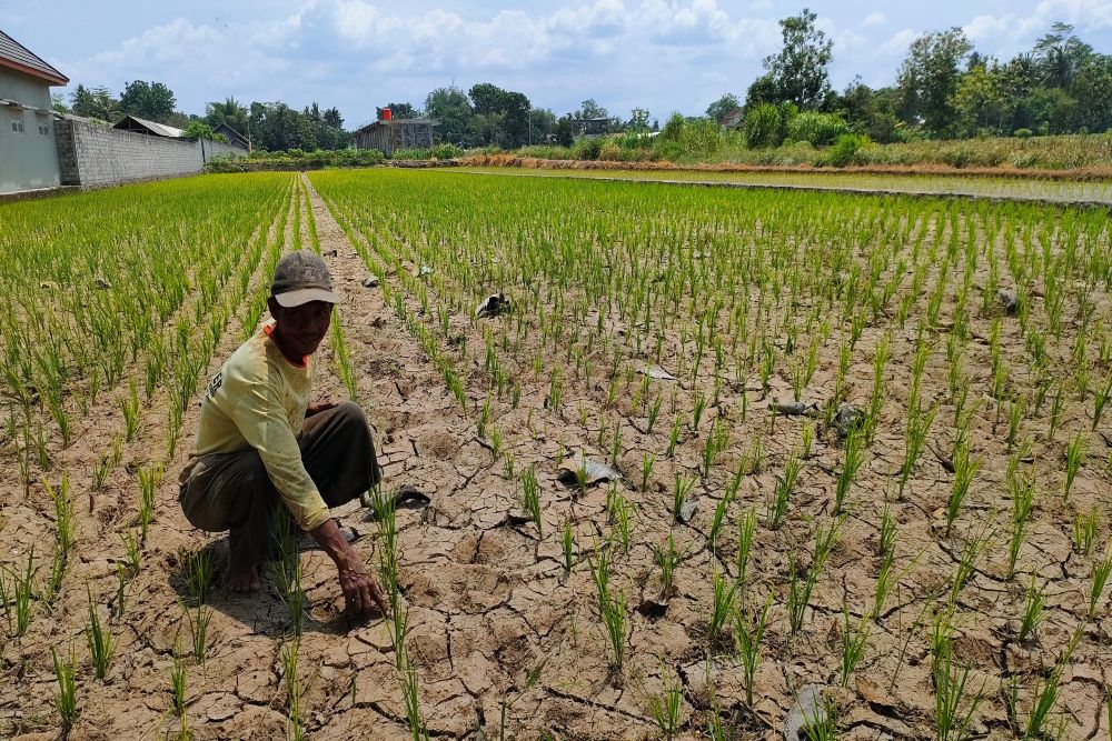 Kondisi lahan kering akibat kekeringan yang memengaruhi ketersediaan air tanah.